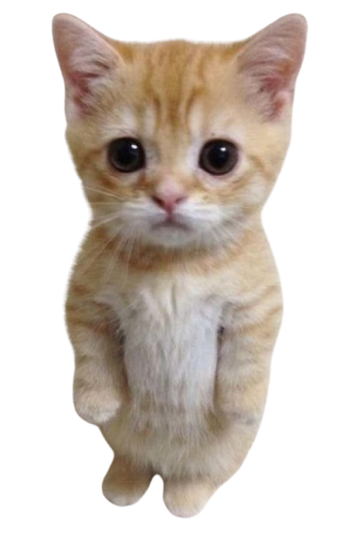 Ginger the orange tabby kitten standing upright
